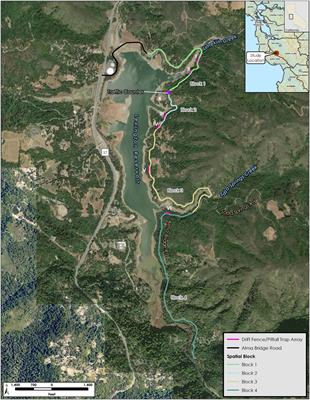 The effect of road-based mortality on a local population of newts along a narrow two-lane road in California